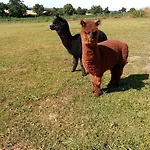 D'hotes Le Pot Au Lait Bed & Breakfast Villaines-la-Juhel