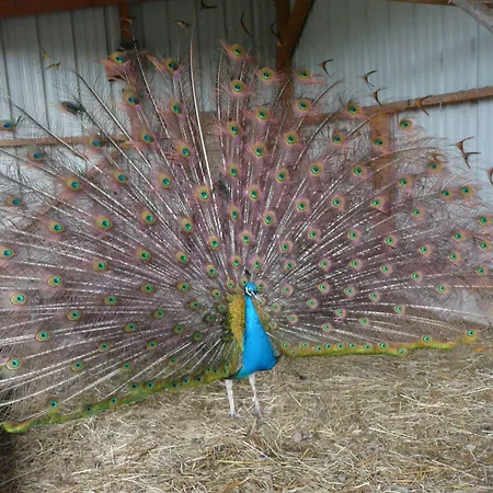 D'hotes Le Pot Au Lait Villaines-la-Juhel