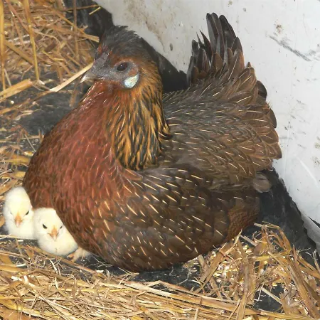 D'hotes Le Pot Au Lait 3* Villaines-la-Juhel